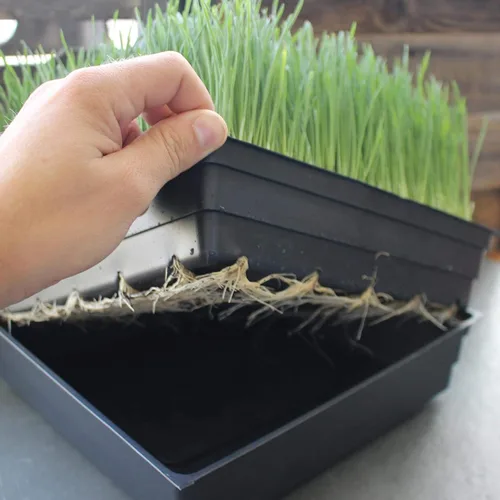 Miniatura 4 de Bandejas de cultivo de jardín de 10 x 10 pulgadas con agujeros de drenaje, paquete de 50 bandejas de plástico reciclables para plantas para bandeja
