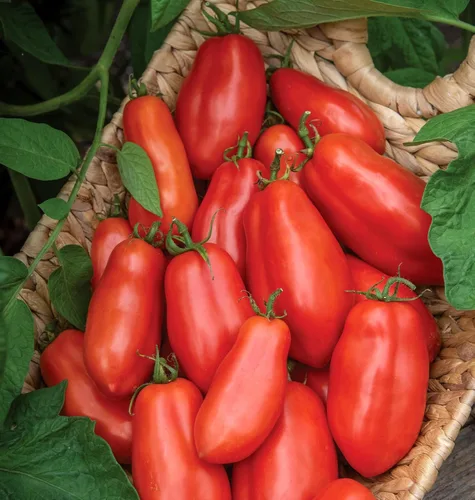 Miniatura 3 de Burpee "San Marzano" Heirloom, Tomate para pasta, 75 semillas no transgénicas reliquia de San Marzano