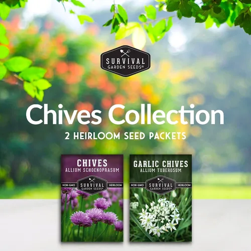 Miniatura 2 de Colección de semillas de cebollino – Semillas de cebollino común y ajo para plantar – 2 paquetes de variedades de hierbas de polinización abierta