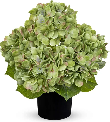 Miniatura 23 de Hollyone Flores artificiales de hortensias azules en maceta, flores grandes de seda de tres cabezas, arreglos florales falsos para interiores