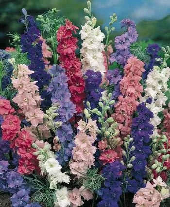 Miniatura 3 de Cohete a granel sin OMG Larkspur 'Giant Imperial Mix' Consolida ambigua (1 lb)
