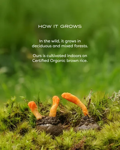 Miniatura 9 de Mezcla Cordyceps de bienestar de hongos con cápsulas Reishi: cápsulas orgánicas de hongos, suplemento en polvo de hongos, apoya el sistema