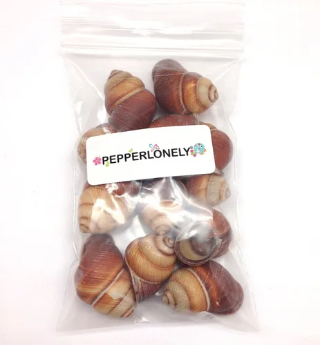 Miniatura 4 de PEPPERLONELY 12 conchas marinas de caracol marrón surcado, decoración de playa y manualidades, 1-1/2 pulgadas ~ 2 pulgadas
