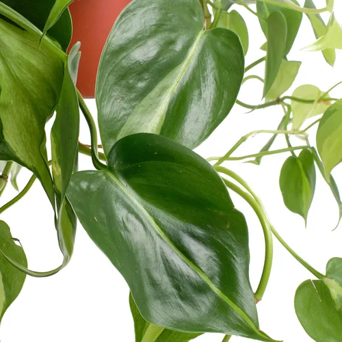 Miniatura 4 de Shop Succulents Brasil Philodenron Heartleaf - Planta colgante de hoja de corazón, planta de interior viva de interior, de fácil cuidado, planta