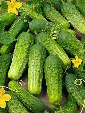 Pepino Boston Pickling Great Heirloom Vegetable by Seed Kingdom Bulk 1/4 lb Seeds