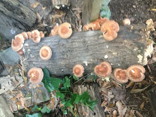 Miniatura 3 de Shiitake Mushroom Fatboy Log 25" Enjoy Edible Amazing Hongos Cultiva el tuyo