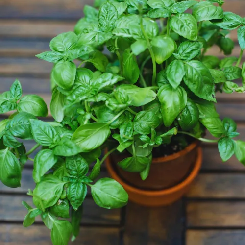 Miniatura 6 de 4 plantas de albahaca, plantas de albahaca dulce vivas para interiores, plantas de hierbas vivas, de 4 a 6 pulgadas