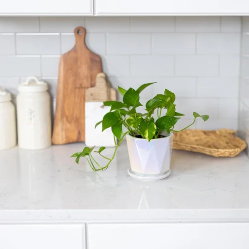 Miniatura 7 de Coco Andrea Macetas de cerámica para plantas de interior con drenaje y platillos, macetas blancas iridiscentes de 5 pulgadas para plantas