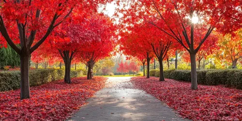 Miniatura 2 de Plántulas de planta de árbol de arce rojo a granel para cultivar Plántulas de un año bien enraizadas listas para plantar - Planta en primavera u