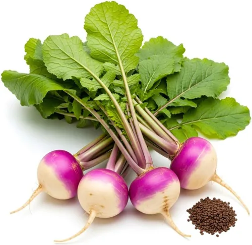Semillas de nabos morados a granel para parcela de alimentos o cultivos de cobertura, rábanos de forraje de nabo púrpura Brassica Rapa (1/2 libra)