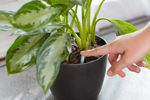 Miniatura 3 de Miracle-Gro Picos de alimentos para plantas de interior, incluye 48 picos, alimentación continua para todas las plantas de interior con flores