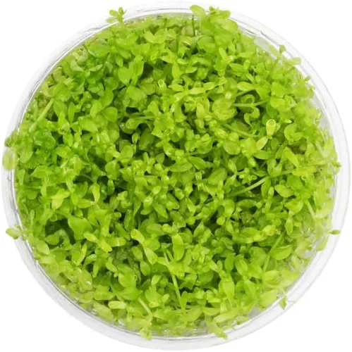 Miniatura 61 de Planta viva SubstrateSource - Hierba enana Eleocharis Belem cultivada en tejidos acuáticos para acuario - 100% libre de caracoles en copa in vitro