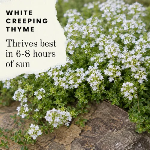 Miniatura 2 de White Alyssum - Semillas de trébol para plantar, cubierta de suelo rastrero, alfombra de nieve, tomillo blanco - Lobularia maritima (500 semillas)