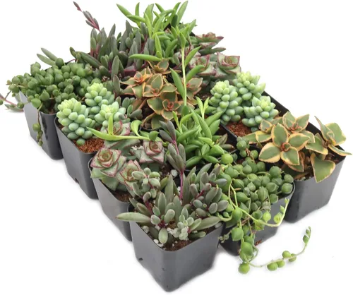 Miniatura 3 de Mountain Crest Gardens Paquete de Suculentas Trailing & Strings - 12 Plantas Vivas en Macetas de 2 Pulgadas - Suculentas Reales para Jardineras