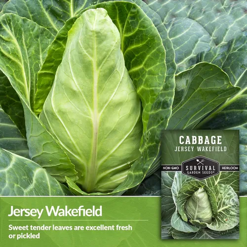 Miniatura 3 de Survival Garden Seeds - Semilla de col Jersey Wakefield para plantar - Paquete con instrucciones para plantar y cultivar repollos verdes