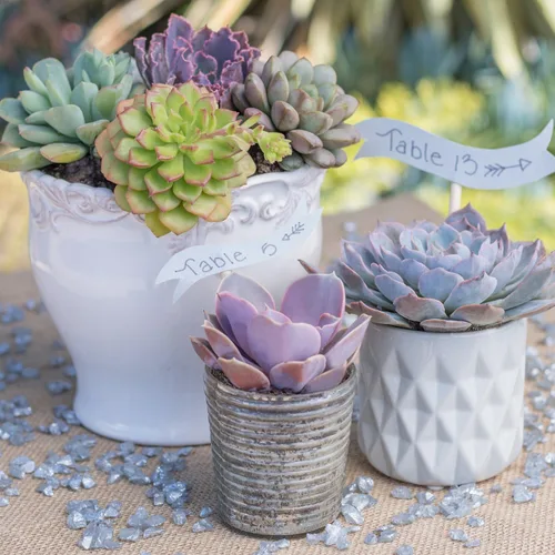 Miniatura 4 de Altman Plants, Echeveria Suculents Plantas vivas (paquete de 4), plantas suculentas vivas, plantas de interior vivas, plantas suculentas, plantas