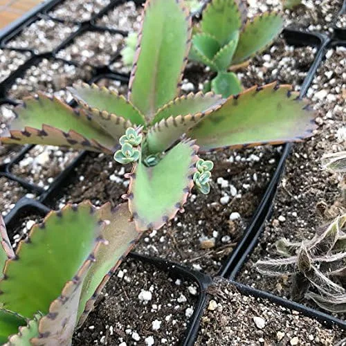 Kalanchoe Daigremontianum/Madre de Miles/Madre de millones/Planta de sombrero mexicano/Bryophyllum daigremontianum