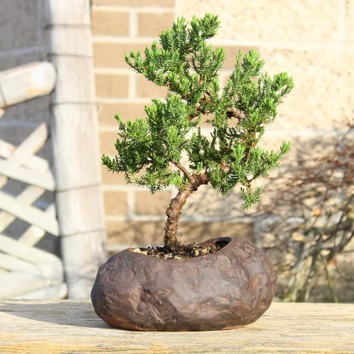 Miniatura 7 de Brussel's Bonsai - Árbol bonsai de enebro montículo verde, para exterior, mediano, 5 años, de 15 a 25 cm de altura, incluye maceta de roca