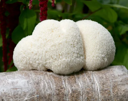 Miniatura 2 de Dos kits de cultivo de melena de león (3.2 libras cada uno)