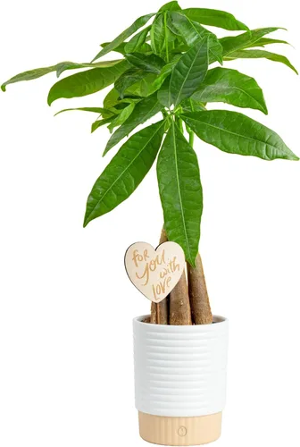 Miniatura 11 de Costa Farms Árbol del Dinero Planta Viva en Maceta Decorativa, Purificadora de Aire para Interiores, Perfecta para Decoración de Hogar, Habitación u