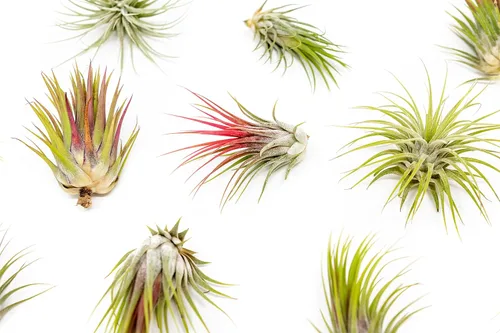 Miniatura 3 de Paquete de 5 plantas grandes de aire Tillandsia Ionantha de Guatemala - Plantas suculentas vivas para el hogar - Disponibles al por mayor y a granel