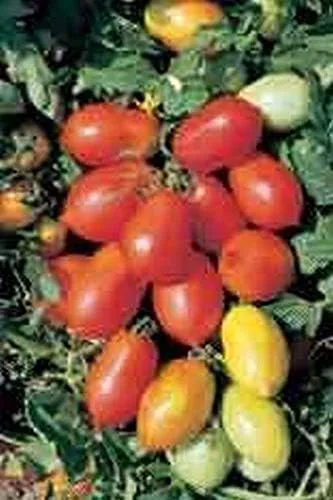 Miniatura 3 de Fiaschetto di Manduria Semillas de Tomate - Un Tomate Ciruela Rojo Profundo - Muy Productivo(25 - Semillas)