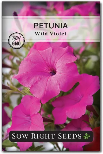 Sow Right Seeds - Semilla de flor violeta silvestre Petunia para plantar - Hermosas flores para plantar en el jardín de tu hogar - Semillas de