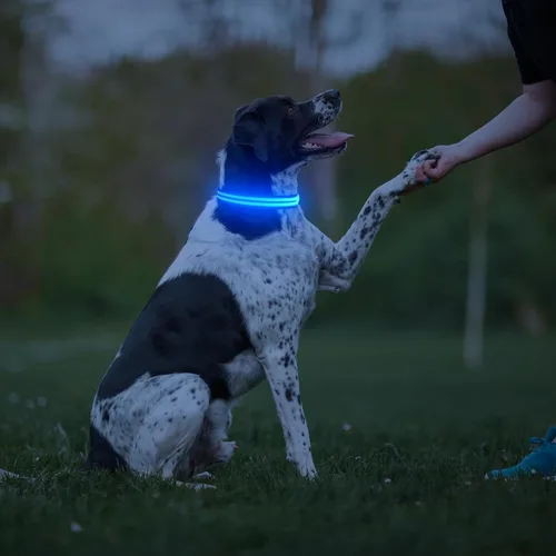 Miniatura 7 de Collar de perro con luz LED, recargable que brilla en la oscuridad, collar ajustable para perros pequeños (S, azul)