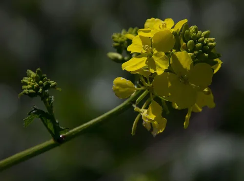 Miniatura 5 de Semillas de mostaza negra vegetal tradicional para plantar semillas sin OMG 500
