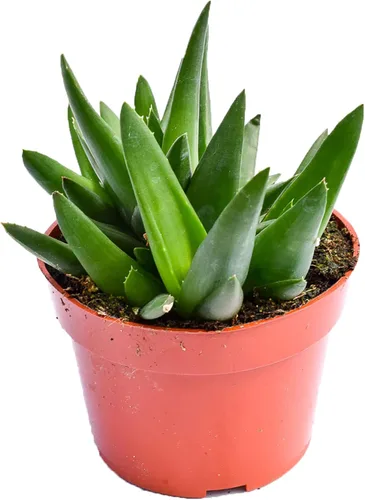 Planta suculenta de aloe vivo, suculenta de aloe grande de 4 pulgadas con raíces completas (bronce aloe)