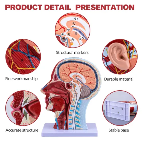 Miniatura 3 de Ultrassist Modelo anatómico humano de media cabeza con detalles neurovasculares y musculares superficiales, cabeza de Asaro y anatomía cerebral