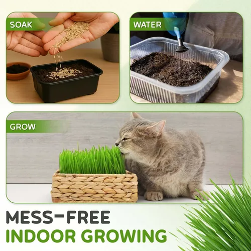 Miniatura 5 de Todd's Seeds – Hierba para gatos de interior o exterior, 1 libra de hierba de trigo – Premium, 100% libre de químicos (mejor que orgánico) sin GMO