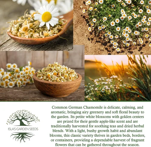 Miniatura 6 de Semillas de flores/hierbas "Manzanilla alemana común" para plantar, más de 1000 semillas por paquete, semillas de jardín de Isla