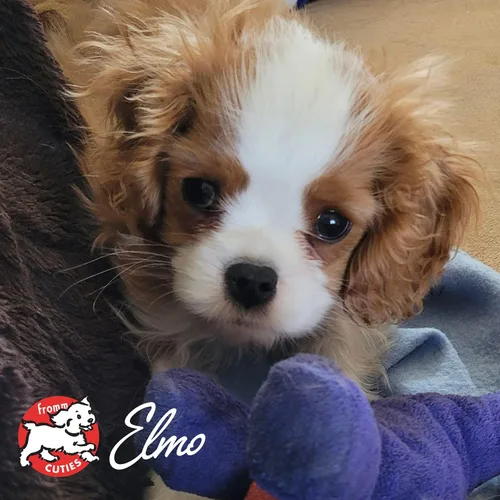Miniatura 8 de Fromm Puppy Gold - Alimento seco prémium para perros – Alimento seco para cachorros para razas medianas y pequeñas – Receta de pollo – 15 libras