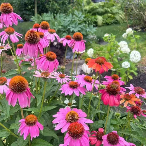Miniatura 5 de 100 semillas de equinácea morada – Semillas de flores de equinácea rosa para plantar, variedad de reliquia sin OMG para jardines de flores silvestres