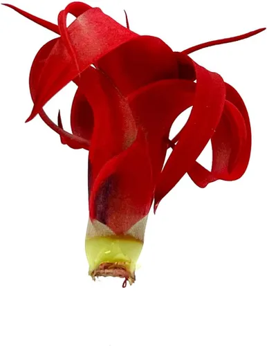 Miniatura 3 de ragnaroc Plantas de aire – Tillandsia Xerographica Pup teñido, grande 2-4 pulgadas (Jule Red) – 1ct – Llegada viva garantizada – Plantas