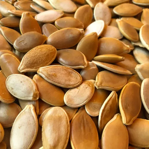 Miniatura 2 de Canailles, Paquete de 10 semillas de calabaza gigante del Atlántico, calabazas enormes comienzan aquí, fabricadas en los Estados Unidos