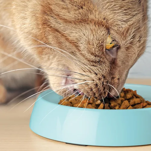 Miniatura 9 de CatGuru - Tazón para comida de gato, alivia la fatiga de los bigotes, plato ancho para gato, tazones antideslizantes para gatos, tazones poco