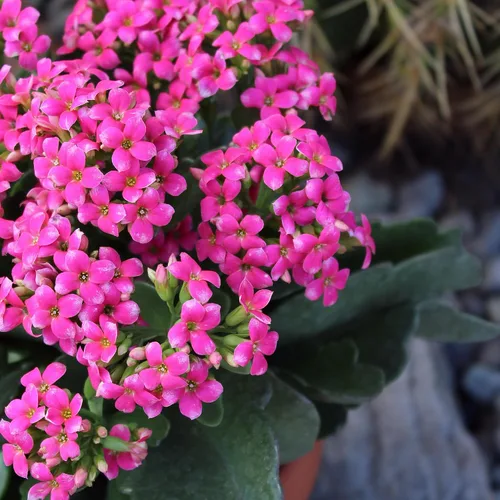 Miniatura 10 de Planta Kalanchoe Plantas suculentas plantas de interior vivas, suculentas vivas plantas de casa en macetas de arcilla, plantas suculentas plantas