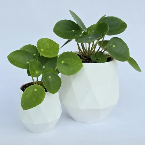 Miniatura 7 de Planta de dinero china viva (Pilea Peperomioides) Disponible en maceta de vivero de 2.5 pulgadas y 4 pulgadas o añade nuestra maceta geométrica