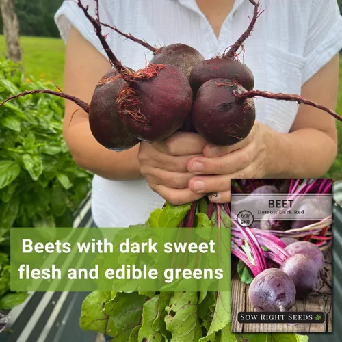 Miniatura 3 de Sow Right Seeds - Semillas de remolacha rojo oscuro Detroit para plantar - Variedad de reliquia sin OMG - Remolacha para plantar al aire libre