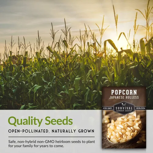 Miniatura 7 de Survival Garden Seeds - Semilla de Maíz Sin Cáscara Japonés para Plantar - 1 Paquete con Instrucciones para Plantar y Cultivar Deliciosas Palomitas