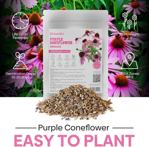 Miniatura 4 de Groundio Semillas de equinácea morada de 1 onza, semillas de equinácea perennes polinizadas abiertas sin OMG cultivadas en los Estados Unidos