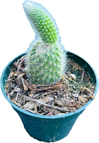 Miniatura 4 de Plantas de cactus suculentas vivas de USKC (cadena de reloj abigarrada Crassula Muscosa de 2 pulgadas)
