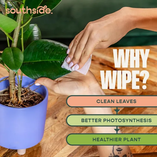 Miniatura 3 de Southside Plants - Toallitas de limpieza de plantas suaves a base de plantas para hojas brillantes y mejor fotosíntesis, sin perfume, extra grueso