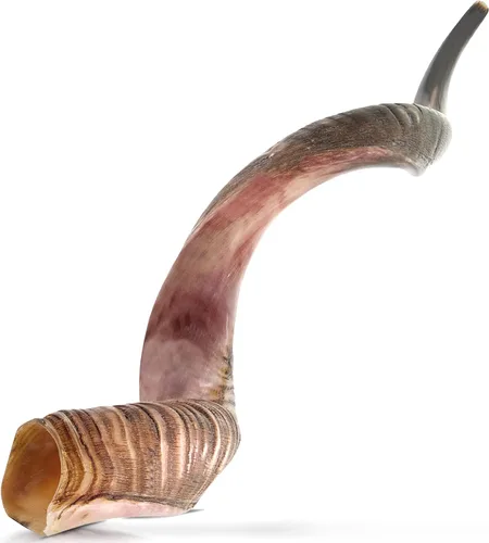 Miniatura 11 de YOMTOV-SHALOM Kudu Shofar Shofar en venta Kosher de Israel 35-39 pulgadas