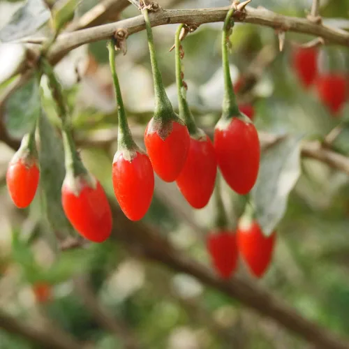 Miniatura 5 de Goji Berry 50 Semillas – Lycium Chinense/Lycium Barbarum, planta de Wolfberry china, súper fruta perenne sin OMG, semillas de bayas de Goji fáciles