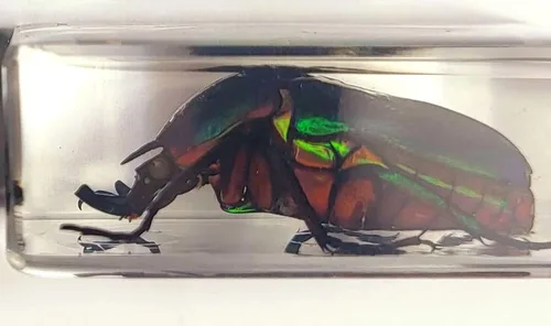 Miniatura 7 de Murciélago de bambú real menor de 5.5 pulgadas en resina de Lucite cristalina, espécimen de pisapapeles, colección de manualidades de taxidermia