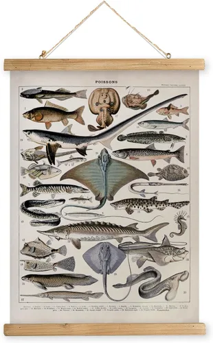 Miniatura 22 de XIAOAIKA Póster Educativo de Vida Silvestre de Seto Británico - Cuadro Ilustrado de la Naturaleza con Marco de Madera - Arte de Pared de Animales
