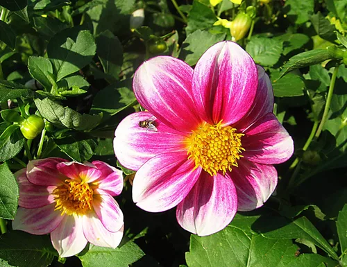 Miniatura 3 de Semillas Dalia Mignon Flores Anuales Mixtas